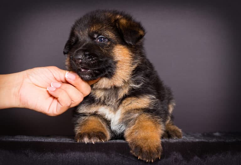 How Do You Know If A German Shepherd Is Right For You?