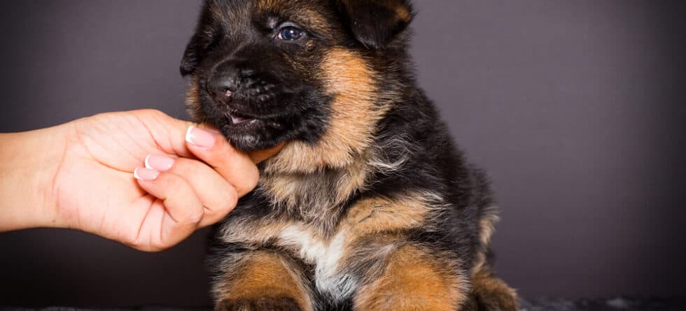 How Do You Know If A German Shepherd Is Right For You?