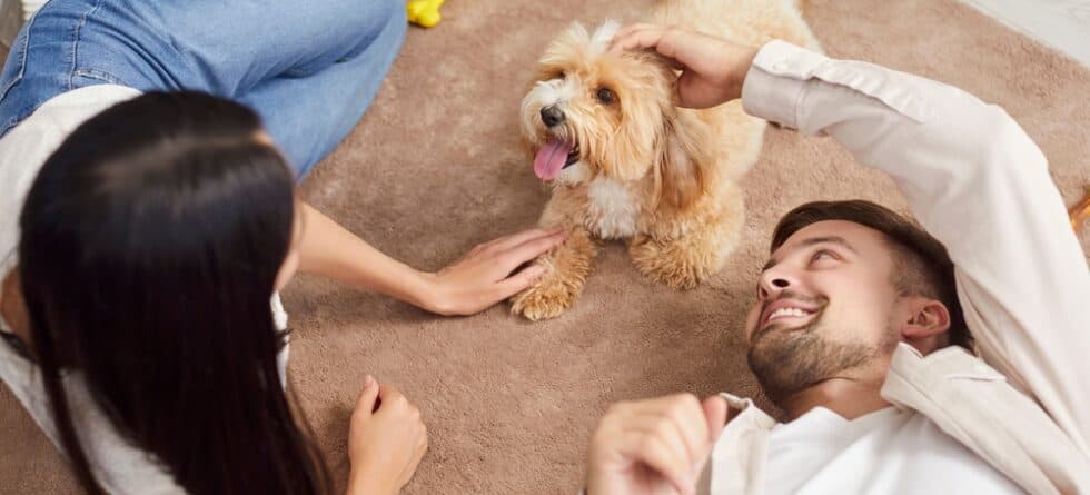 How Do You Tell If Your Dog Is Bonded To You?