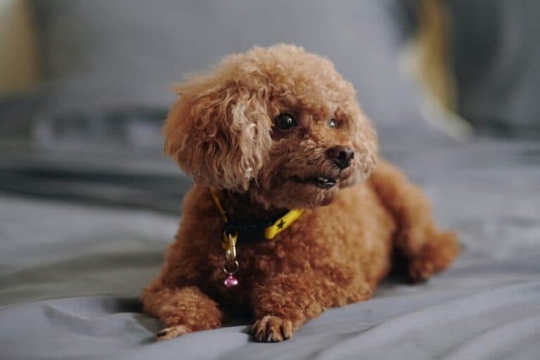 How Long Can Poodles Stay Alone?