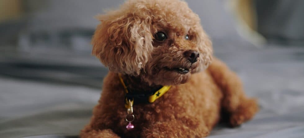 How Long Can Poodles Stay Alone?