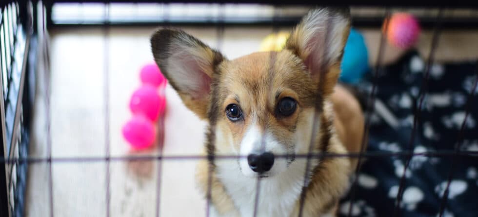 How Many Hours Should A Puppy Spend In A Crate Daily?