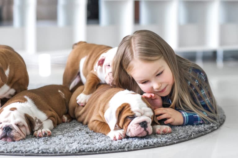 How Much Is A 100% French Bulldog?