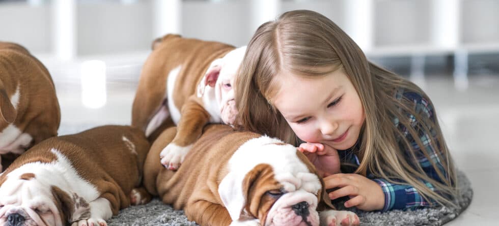 How Much Is A 100% French Bulldog?