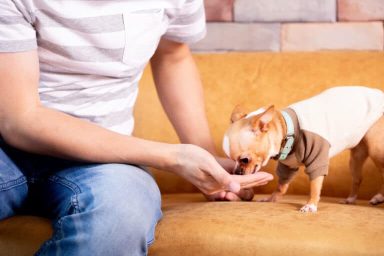How Often Should A Chihuahua Eat?