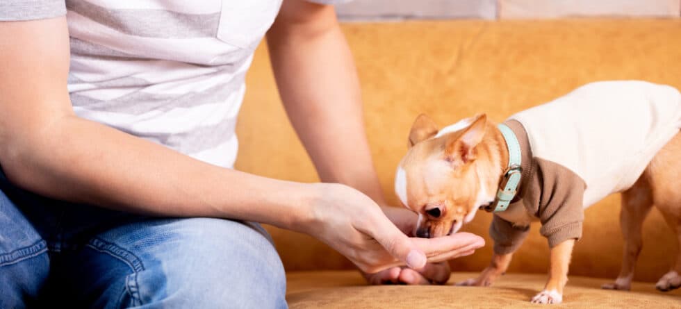 How Often Should A Chihuahua Eat?