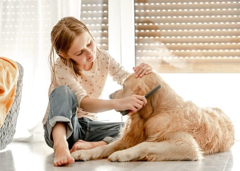 How Often Should I Brush My Golden Retriever?