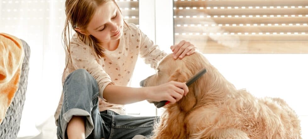 How Often Should I Brush My Golden Retriever?