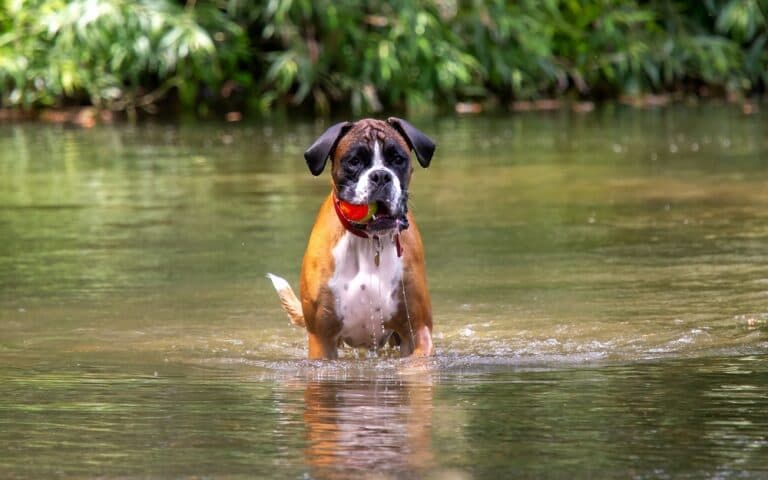 How To Cool A Boxer Down?