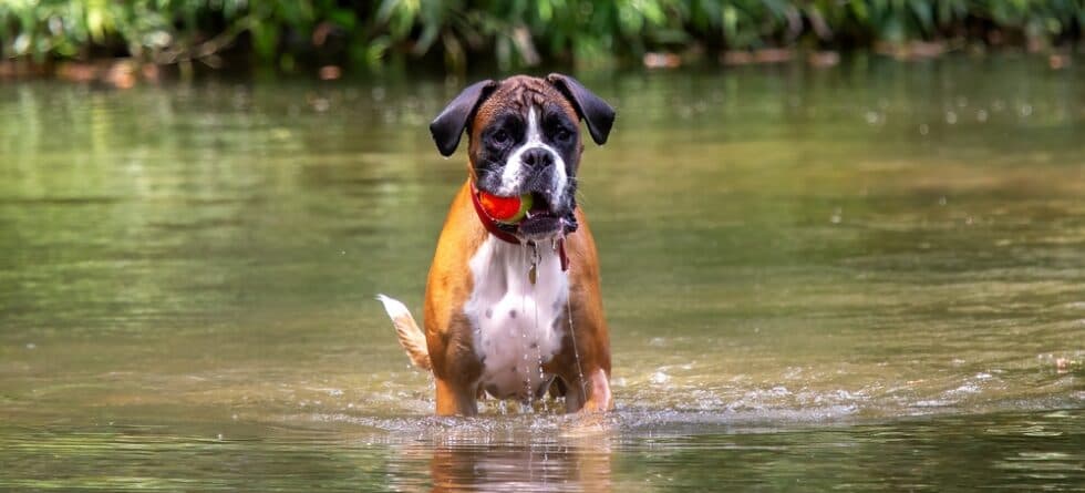 How To Cool A Boxer Down?