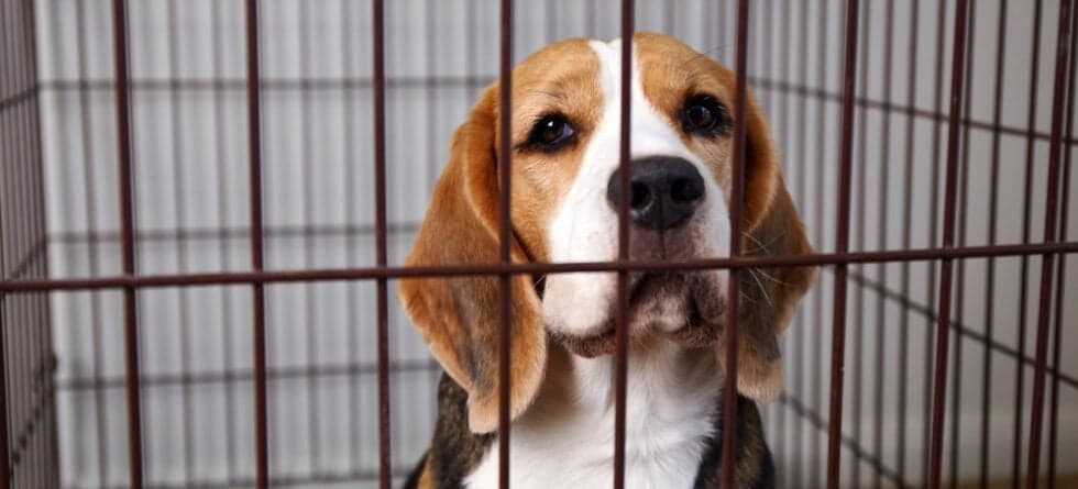 How To Discipline A Beagle Puppy?
