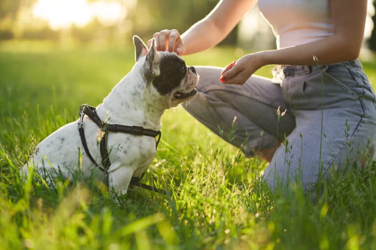 How To Discipline A French Bulldog Puppy?