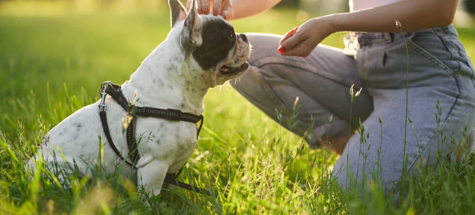 How To Discipline A French Bulldog Puppy?