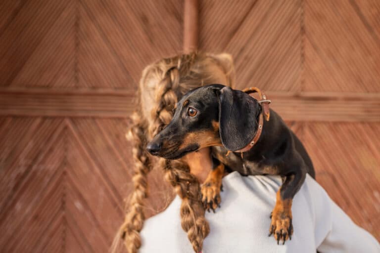 How To Pick Up A Dachshund Properly?