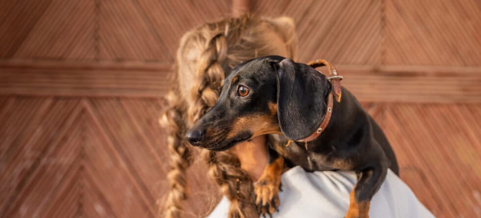 How To Pick Up A Dachshund Properly?