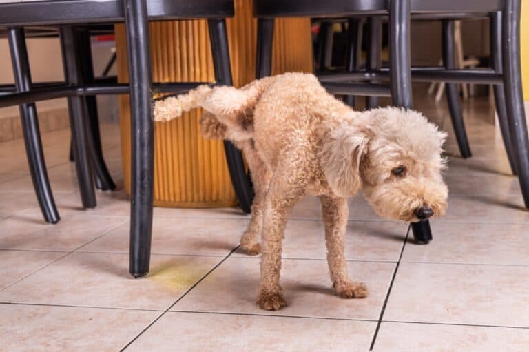 How To Train A Poodle Not To Pee In The House?