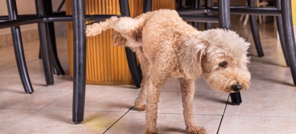 How To Train A Poodle Not To Pee In The House?