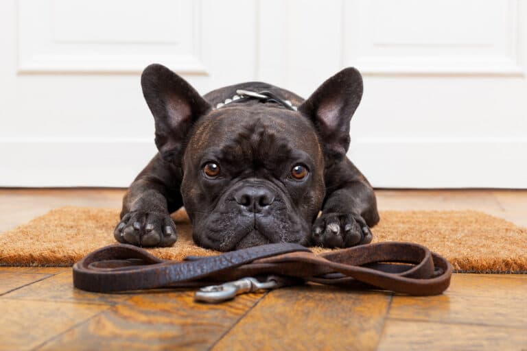 Is It Bad To Own A French Bulldog?