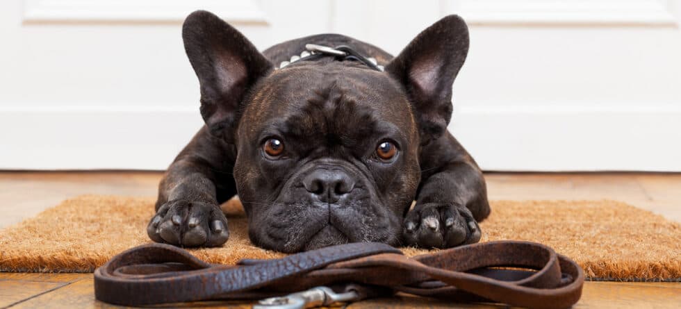Is It Bad To Own A French Bulldog?