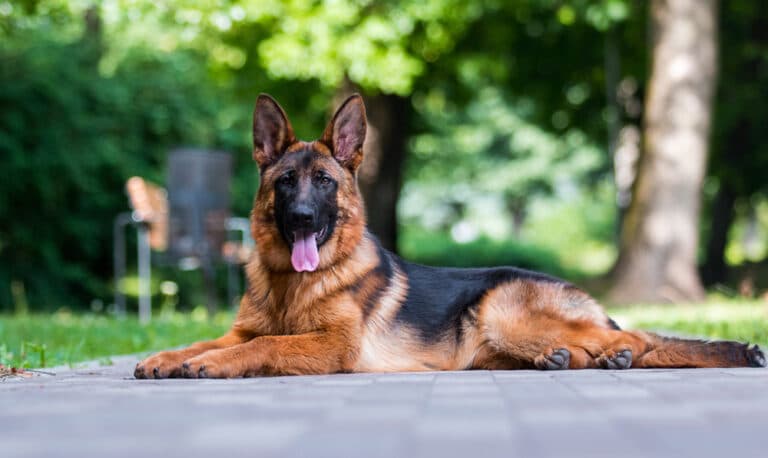 Is It Okay To Leave A German Shepherd Alone?