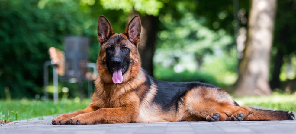 Is It Okay To Leave A German Shepherd Alone?
