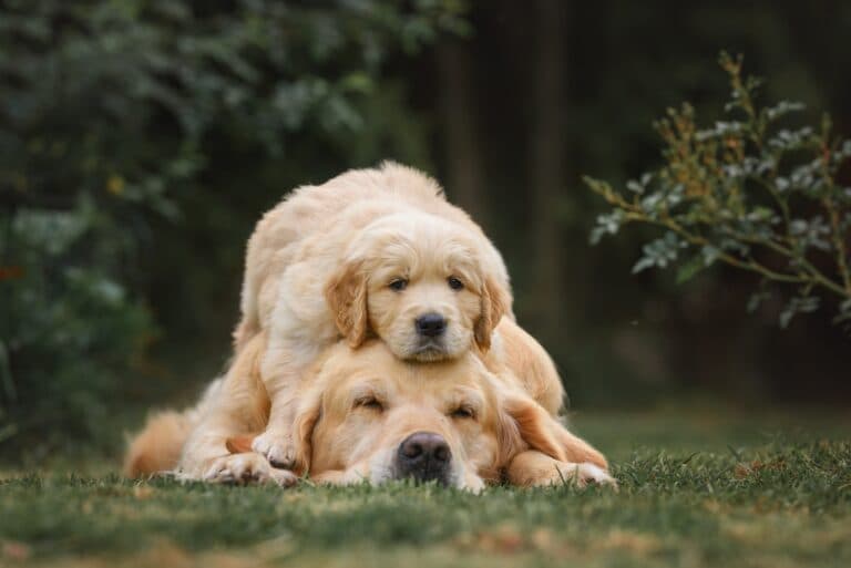 Is Taking Puppies Away From Their Mother Too Soon Cruel?