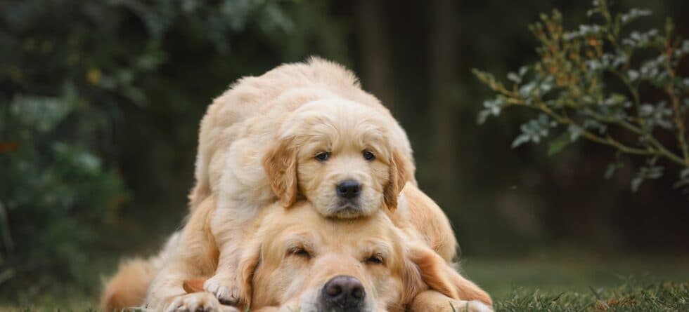 Is Taking Puppies Away From Their Mother Too Soon Cruel?