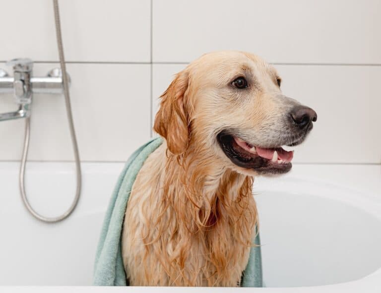 Should I Bathe My Golden Retriever?