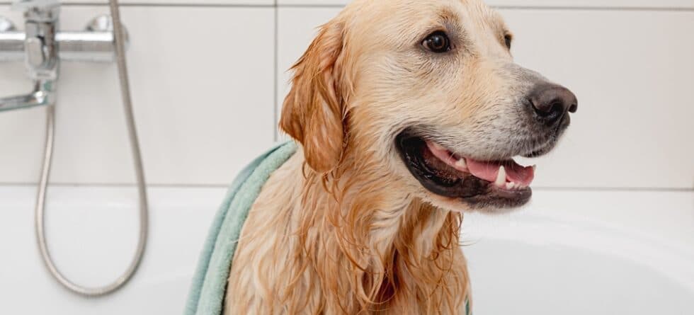 Should I Bathe My Golden Retriever?
