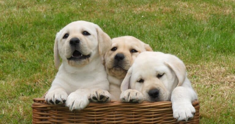 Should I Get A Male Or Female Lab?