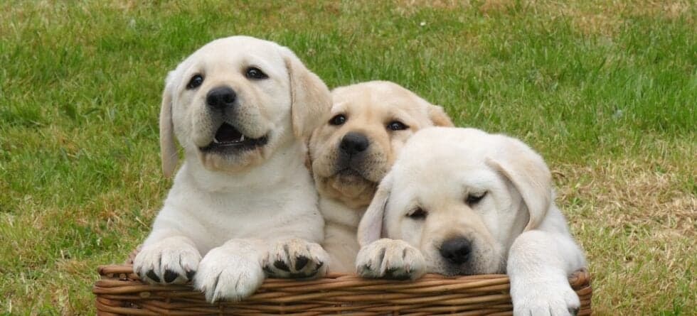 Should I Get A Male Or Female Lab?