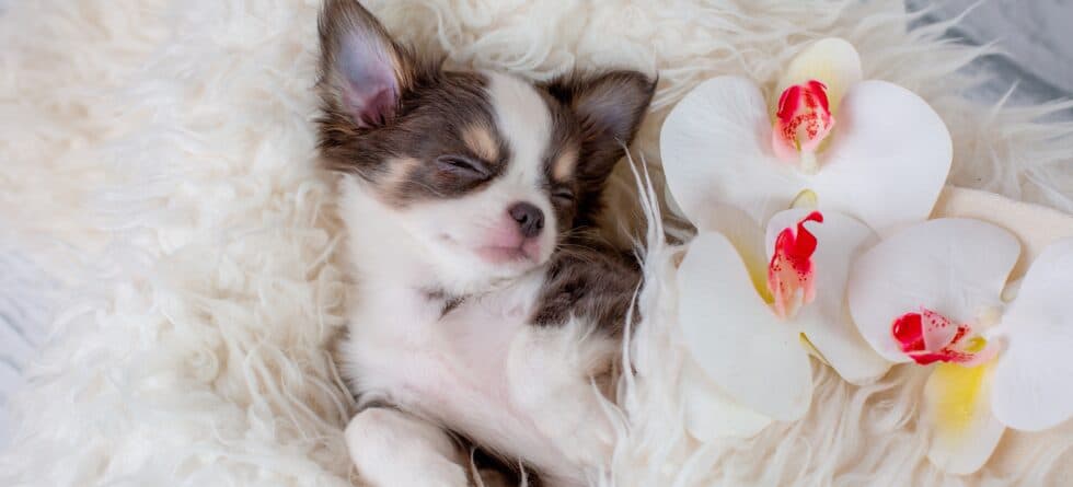 Should Puppies Sleep Through The Night?