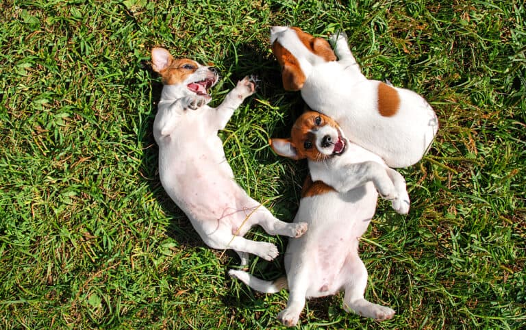 Should You Pick The Chubbiest Puppy In A Litter?