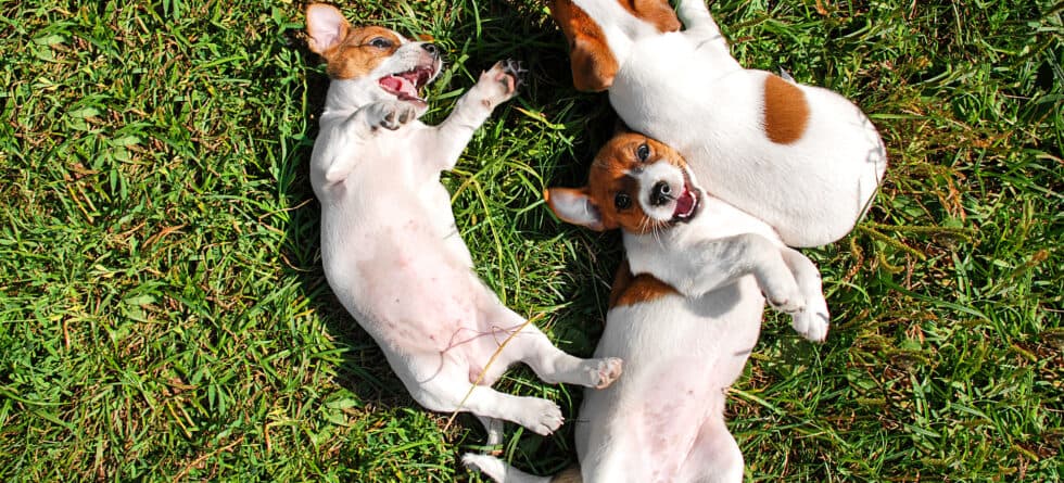 Should You Pick The Chubbiest Puppy In A Litter?