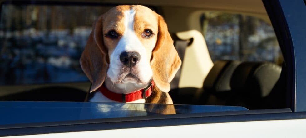 What Are Beagle Scared Of?