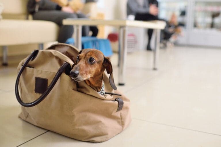 What Are Dachshunds Afraid Of?