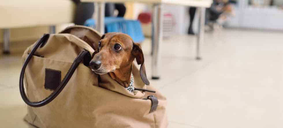 What Are Dachshunds Afraid Of?