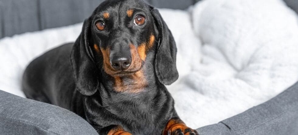 What Are Dachshunds Best At?