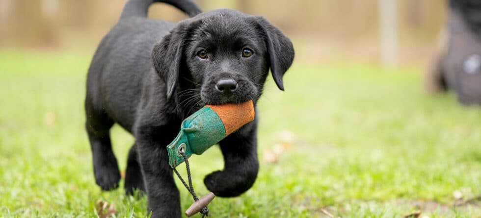 What Are Popular Names For Male Dogs?