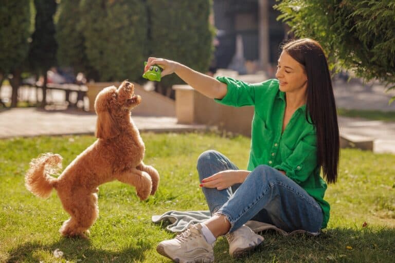 What Are The Behavior Problems With Poodles?