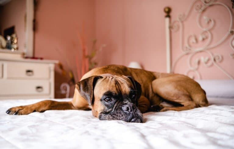 What Are The Cons Of Owning A Boxer?