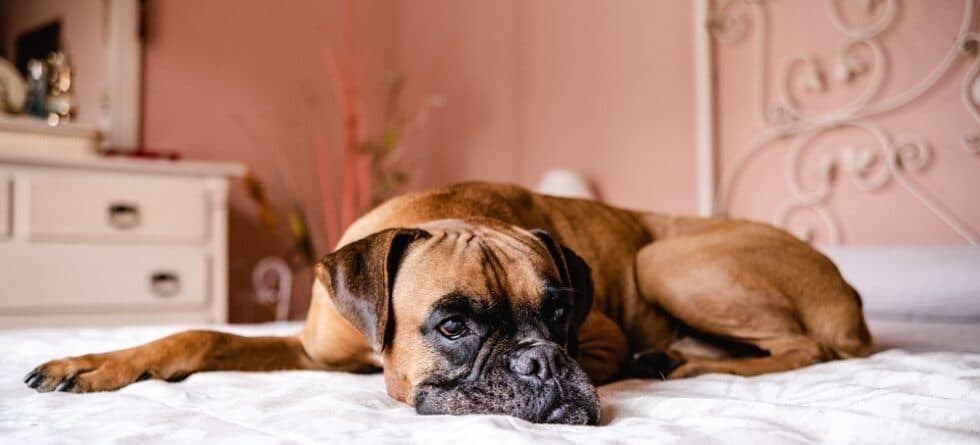 What Are The Cons Of Owning A Boxer?