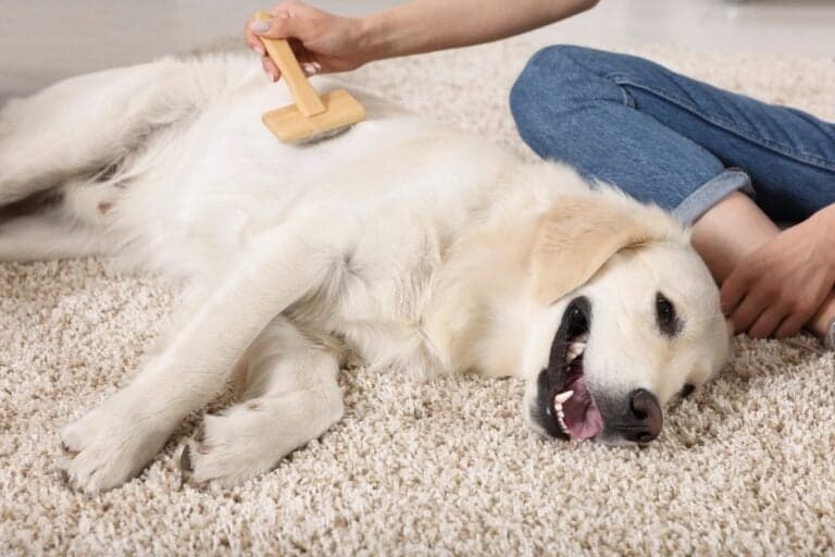 What Are The Disadvantages Of A Golden Retriever?