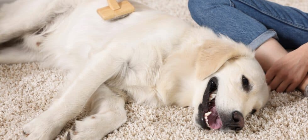 What Are The Disadvantages Of A Golden Retriever?