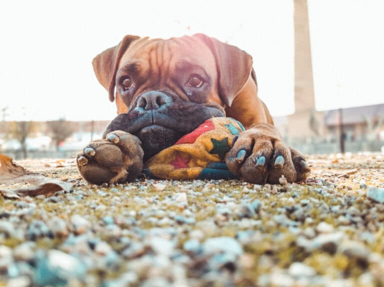 What Are The Downsides Of Boxers?