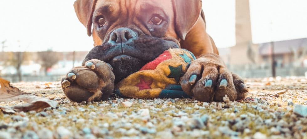 What Are The Downsides Of Boxers?