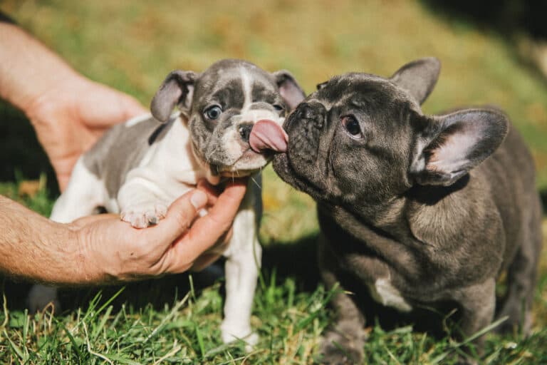 What Colors Should French Bulldogs Avoid?