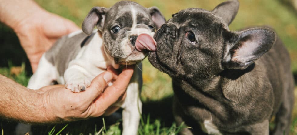 What Colors Should French Bulldogs Avoid?