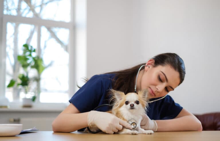 What Is The Leading Cause Of Death In Chihuahuas?