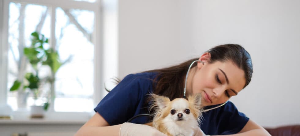 What Is The Leading Cause Of Death In Chihuahuas?